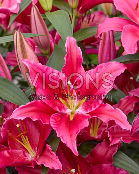 Лилия восточная Росенка